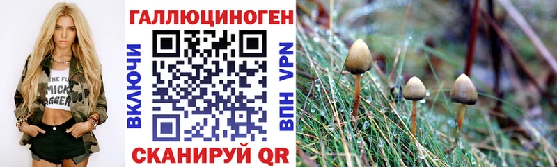 ссылка на мегу tor  даркнет сайт  Шатура  Псилоцибиновые грибы Psilocybe 